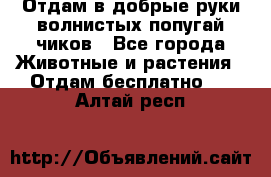 Отдам в добрые руки волнистых попугай.чиков - Все города Животные и растения » Отдам бесплатно   . Алтай респ.